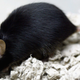 An actual lab mouse.